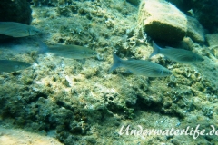 Dicklippige Meeraesche_adult-Dubrovnik-2015-01