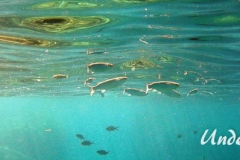 Dicklippige Meeraesche_adult-Dubrovnik-2015-02