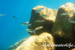Dicklippige Meeraesche_adult-Dubrovnik-2015-04