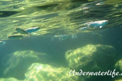 Dicklippige Meeraesche_adult-Dubrovnik-2015-05
