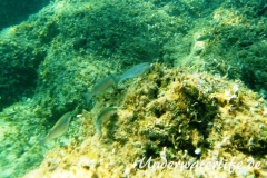 Dicklippige Meeraesche_adult-Dubrovnik-2015-06