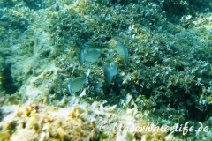 Dicklippige Meeraesche_adult-Dubrovnik-2015-07