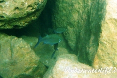 Dicklippige Meeraesche_adult-Dubrovnik-2015-08
