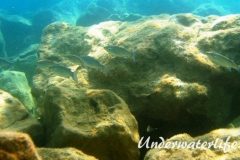 Dicklippige Meeraesche_adult-Dubrovnik-2015-09