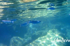 Dicklippige Meeraesche_adult-Dubrovnik-2015-10