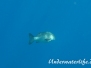 Doppelfleck- Schnapper (Lutjanus bohar) Indik