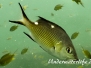 Doppelfleck-Schnapper (Lutjanus bohar) Indopazifik