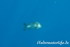 Doppelfleck- Schnapper-Roter Schnapper_adult-Marsa alam-2012-1