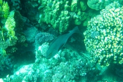 Doppelfleck- Schnapper-Roter Schnapper_adult-Marsa alam-2012-2