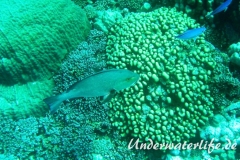 Doppelfleck- Schnapper-Roter Schnapper_adult-Marsa alam-2012-3