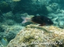 Doppelsattel-Meerbarbe (Parupeneus bifasciatus)