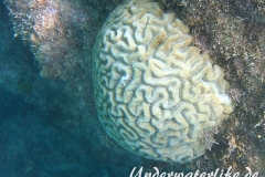 Doppeltgewundene Hirnkoralle_adult-Karibik-2014-002