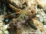Dornenseestern (Coscinasterias tenuispina)