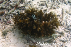 Drei-Binden-Preussenfische_adult-Malediven-2013-02