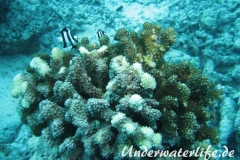 Drei-Binden-Preussenfische_adult-Malediven-2013-03