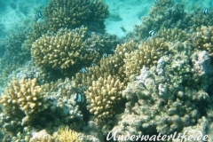 Dreibinden-Preussenfisch_adult-Marsa alam-2012-1