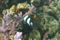 Dreibinden-Preussenfisch_adult-Marsa alam-2012-2