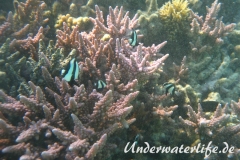 Dreibinden-Preussenfisch_adult-Marsa alam-2012-3