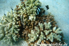 Dreibinden-Preussenfisch_adult-Marsa alam-2012-4