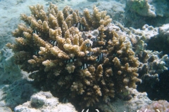 Dreibinden-Preussenfisch_adult-Marsa alam-2012-5