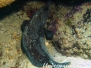 Dreistacheliger Seifenfisch (Rypticus saponaceus)