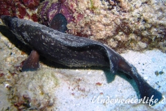 Dreistacheliger Seifenfisch_adult-Karibik-2014-03
