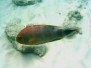 Dreizack-Prachtlippfisch (Cheilinus trilobatus)