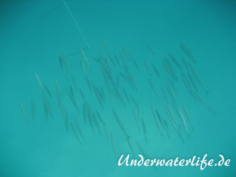 Dunkelflossen-Barrakuda-Marsa alam-2012-1