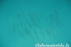 Dunkelflossen-Barrakuda-Marsa alam-2012-1