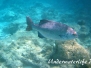Dunkler Ruderbarsch (Kyphosus bigibbus)