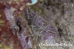 Durban Tanzgarnele_adult-Thailand-2017-001