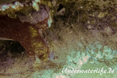 Durban Tanzgarnele_adult-Thailand-2017-002