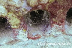 Durban Tanzgarnele_adult-Thailand-2017-003