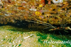 Durban Tanzgarnele_adult-Thailand-2017-006