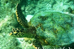 Echte Karettschildkroete_adult-Malediven-2013-001