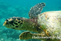 Echte Karettschildkroete_adult-Malediven-2013-002