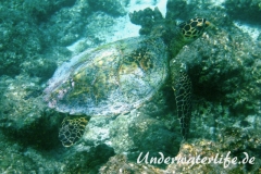 Echte Karettschildkroete_adult-Malediven-2013-004