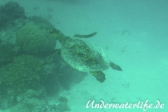 Echte Karettschildkroete_adult-Malediven-2013-005