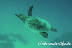 Echte Karettschildkroete_adult-Malediven-2013-006