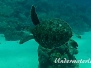 Echte Karettschildkröte (Eretmochelys imbricata) Karibik