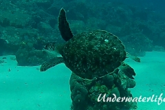 Echte Karettschildkröte_subadult-Karibik-2014-001