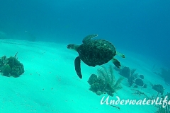 Echte Karettschildkröte_subadult-Karibik-2014-002