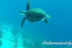 Echte Karettschildkröte_subadult-Karibik-2014-004