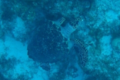Echte Karettschildkroete_adult-Karibik-2014-001