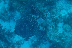 Echte Karettschildkroete_adult-Karibik-2014-002