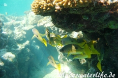 Ehrenbergs- Schnapper_adult-Marsa alam-2012-1