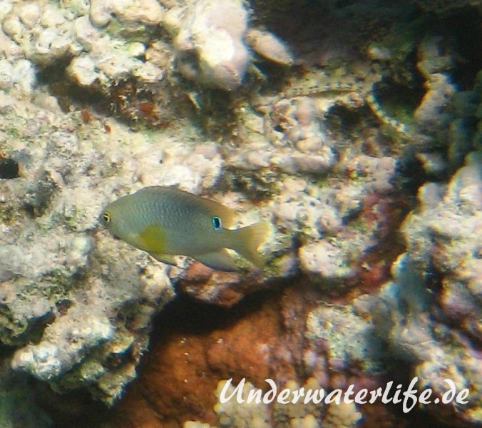 Einfleck-Demoiselle_adult-Marsa alam-2012-1