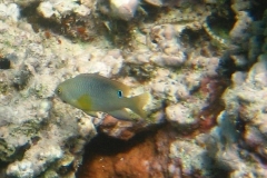 Einfleck-Demoiselle_adult-Marsa alam-2012-1