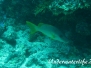 Einfleck-Schnapper (Lutjanus monostigma) Indik