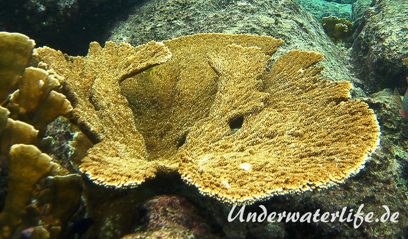 Elchgeweihkoralle_Acropora palmata_adult-Karibik-2014-001